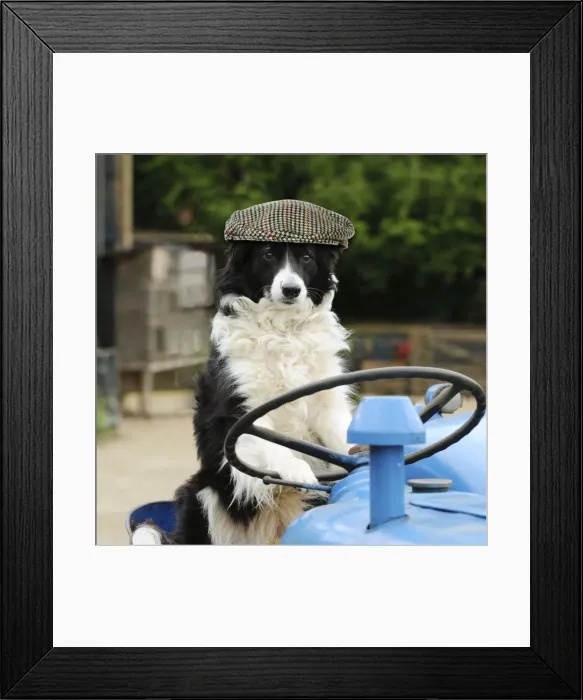 Framed Print : Picture No. 11768906 Framed Print : Picture No. 11768906