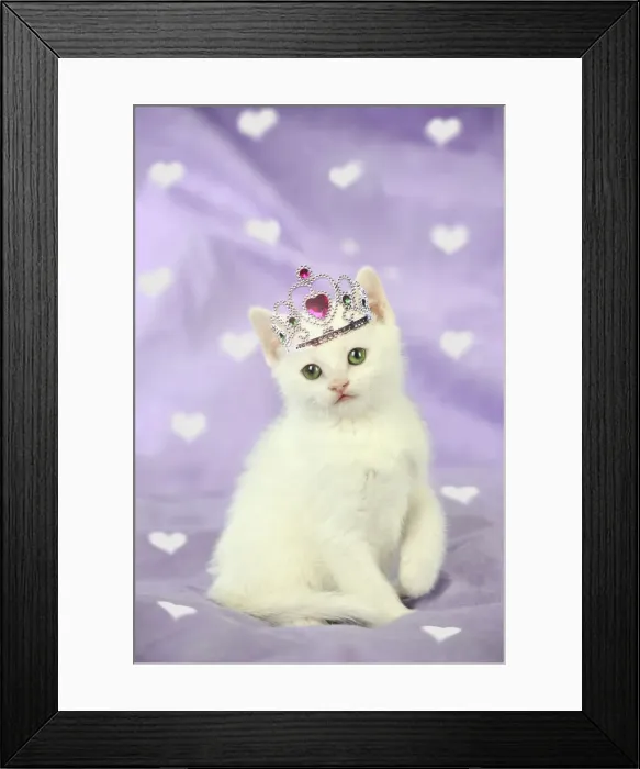 Framed Print : Picture No. 11768908 Framed Print : Picture No. 11768908