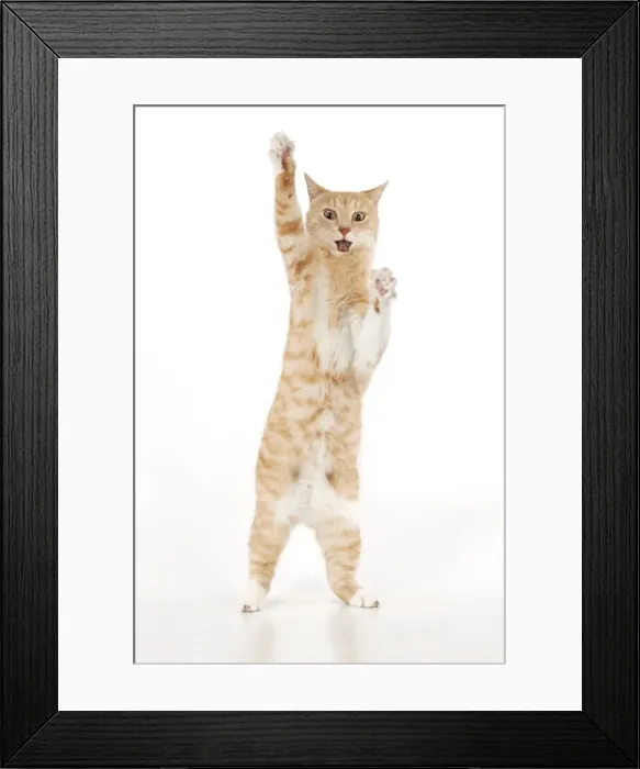 Framed Print : Picture No. 11768914 Framed Print : Picture No. 11768914