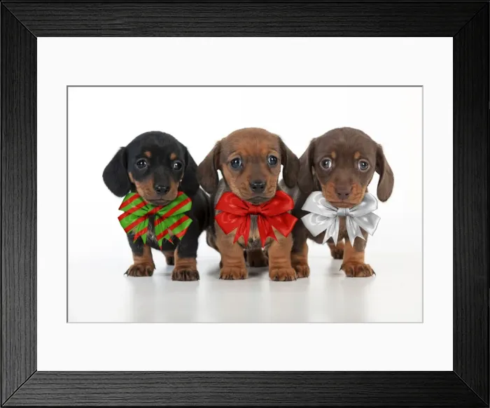 Framed Print : Picture No. 11768925 Framed Print : Picture No. 11768925