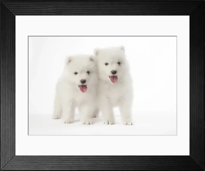 Framed Print : Picture No. 11768932 Framed Print : Picture No. 11768932
