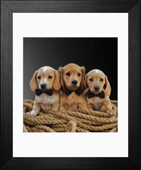 Framed Print : Picture No. 11768929 Framed Print : Picture No. 11768929