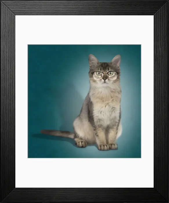 Framed Print : Picture No. 11768957 Framed Print : Picture No. 11768957