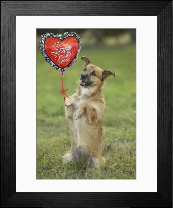 Framed Print : Picture No. 11769062 Framed Print : Picture No. 11769062