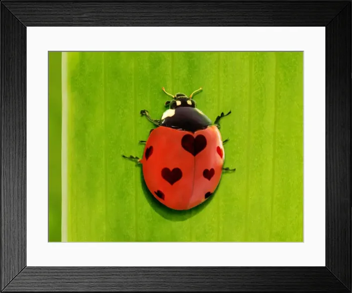 Framed Print : Picture No. 11769064 Framed Print : Picture No. 11769064