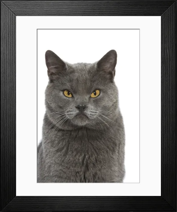 Framed Print : Picture No. 11769070 Framed Print : Picture No. 11769070