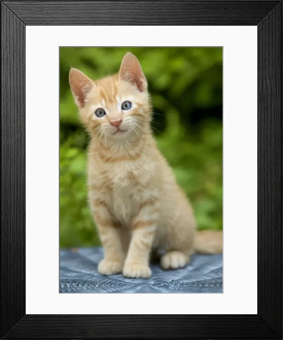 Framed Print : Picture No. 11769073 Framed Print : Picture No. 11769073