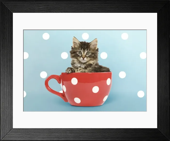 Framed Print : Picture No. 11769075