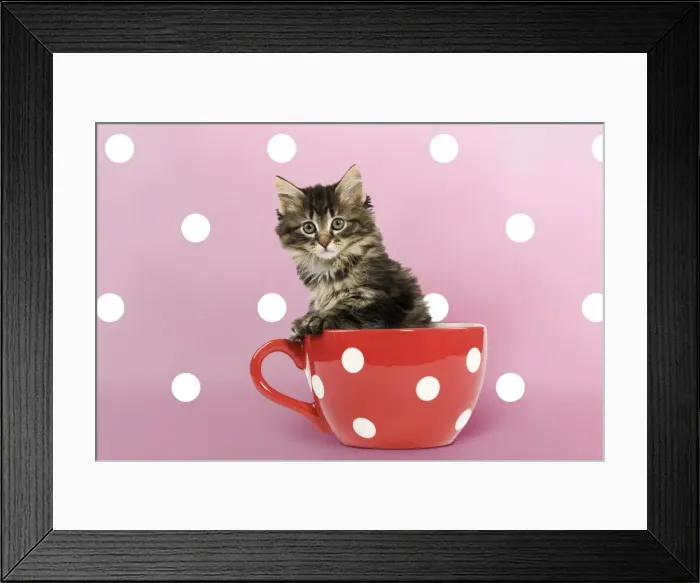 Framed Print : Picture No. 11769076 Framed Print : Picture No. 11769076