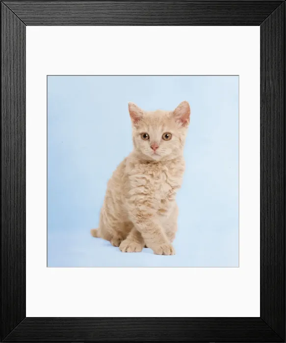 Framed Print : Picture No. 11769078 Framed Print : Picture No. 11769078