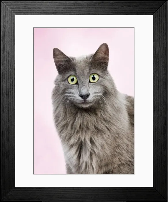 Framed Print : Picture No. 11769079 Framed Print : Picture No. 11769079