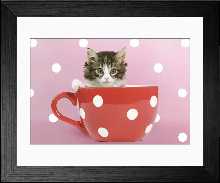 Framed Print : Picture No. 11769077 Framed Print : Picture No. 11769077