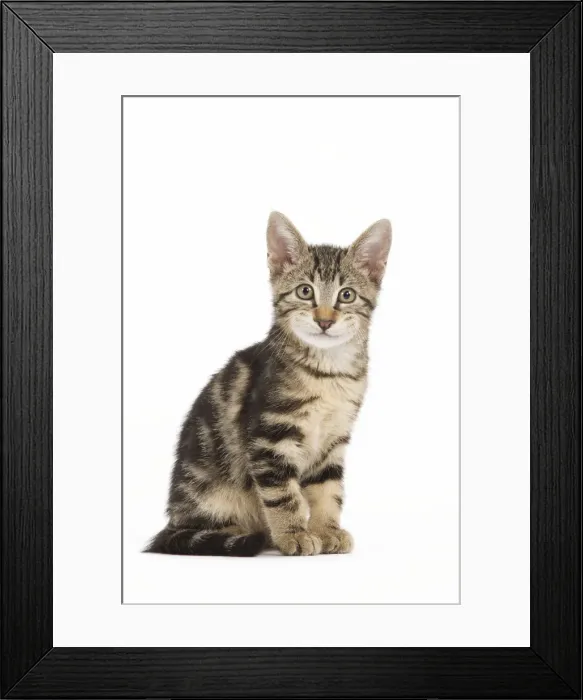 Framed Print : Picture No. 11769081 Framed Print : Picture No. 11769081