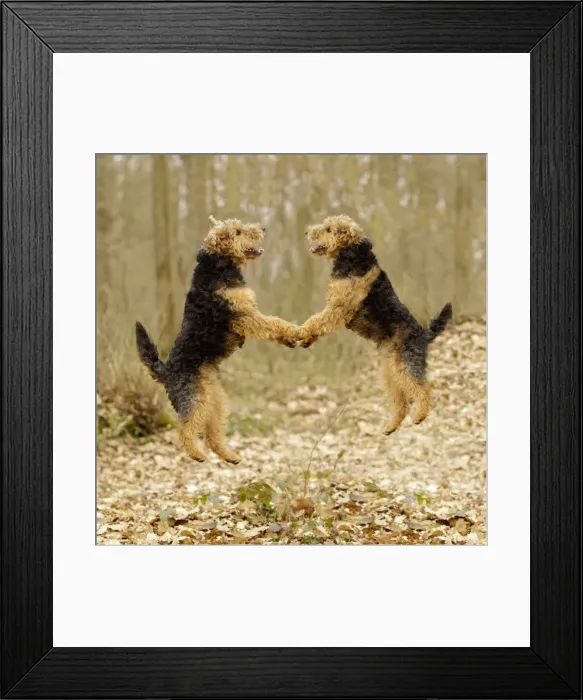 Framed Print : Picture No. 11769082 Framed Print : Picture No. 11769082