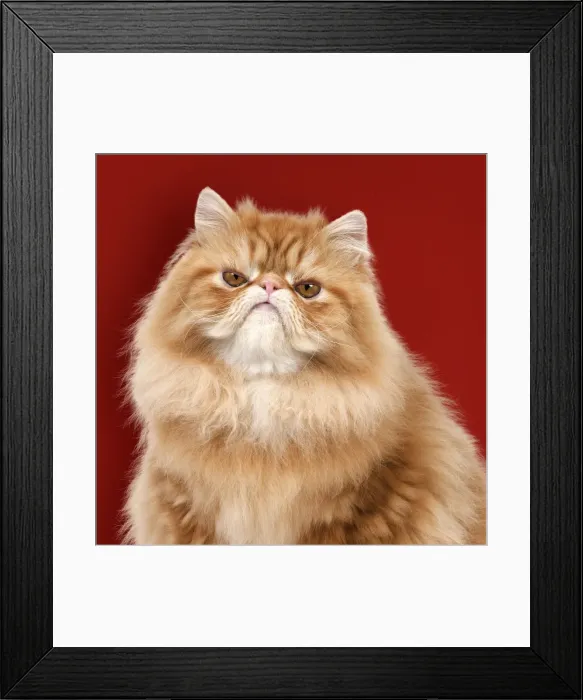 Framed Print : Picture No. 11769093 Framed Print : Picture No. 11769093
