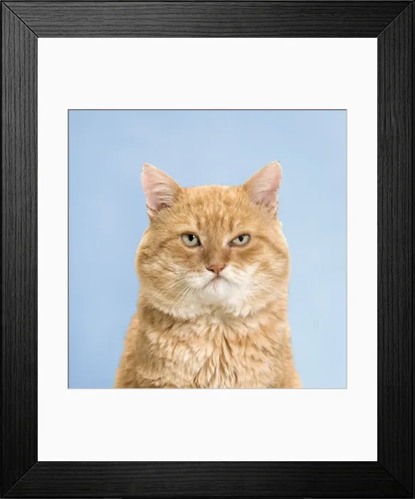 Framed Print : Picture No. 11769096 Framed Print : Picture No. 11769096