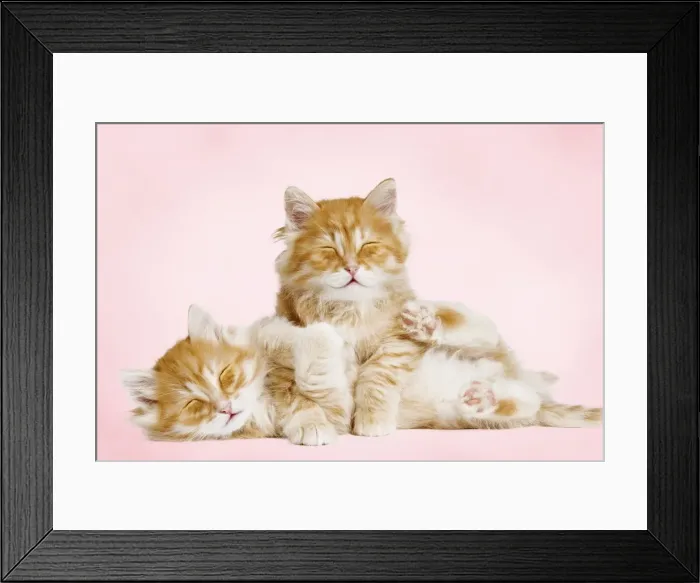 Framed Print : Picture No. 11768963 Framed Print : Picture No. 11768963