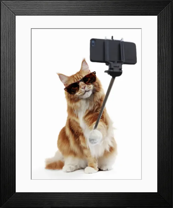 Framed Print : Picture No. 11768983 Framed Print : Picture No. 11768983
