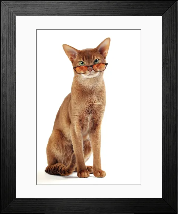 Framed Print : Picture No. 11768986 Framed Print : Picture No. 11768986