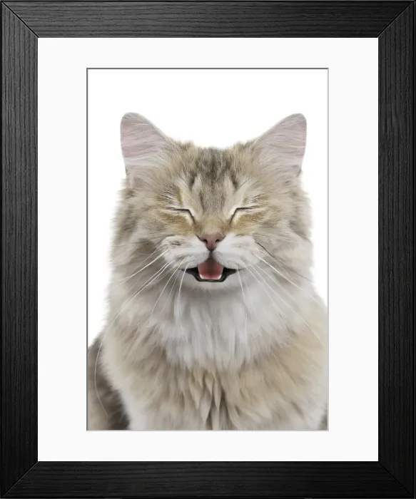 Framed Print : Picture No. 11768990 Framed Print : Picture No. 11768990