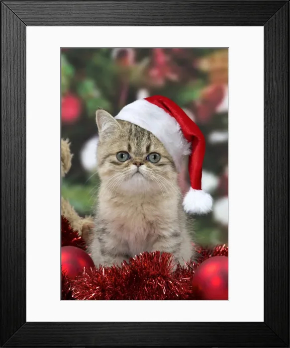 Framed Print : Picture No. 11769003 Framed Print : Picture No. 11769003