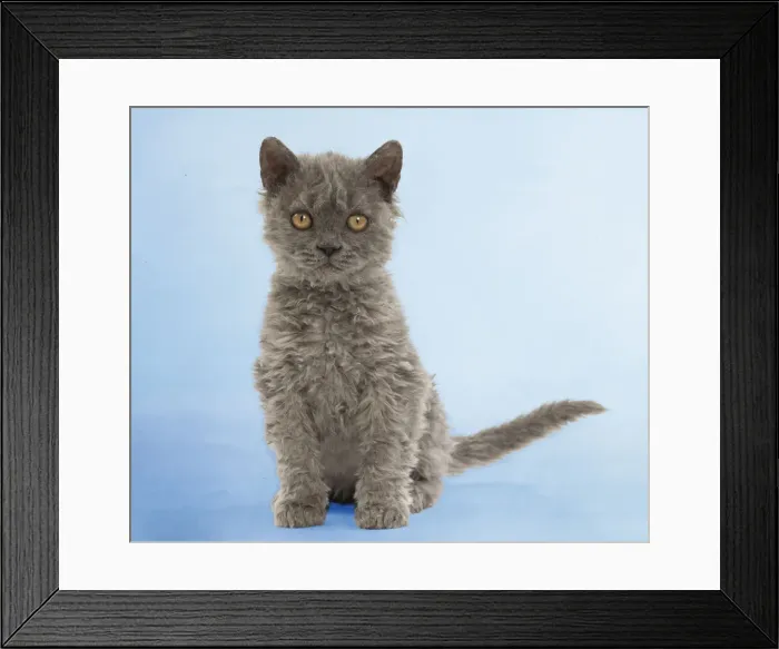 Framed Print : Picture No. 11769010 Framed Print : Picture No. 11769010