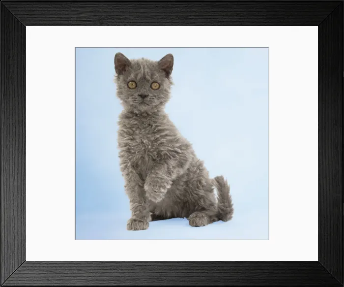 Framed Print : Picture No. 11769011 Framed Print : Picture No. 11769011