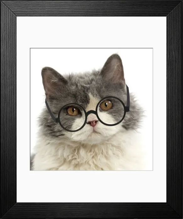 Framed Print : Picture No. 11769014 Framed Print : Picture No. 11769014