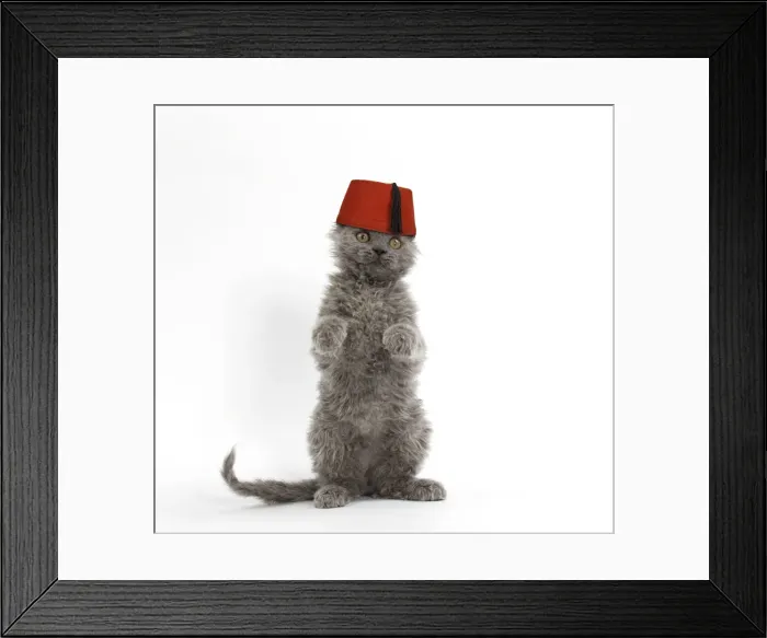 Framed Print : Picture No. 11769017 Framed Print : Picture No. 11769017