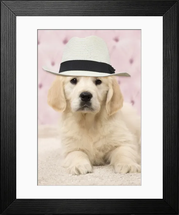 Framed Print : Picture No. 11769026
