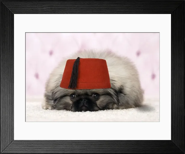 Framed Print : Picture No. 11769027