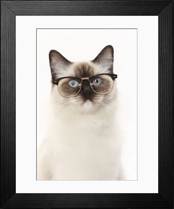Framed Print : Picture No. 11769034 Framed Print : Picture No. 11769034