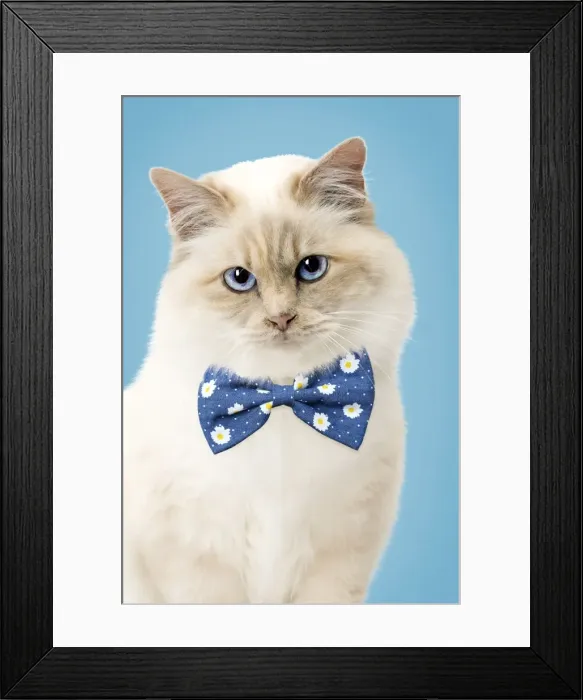 Framed Print : Picture No. 11769038