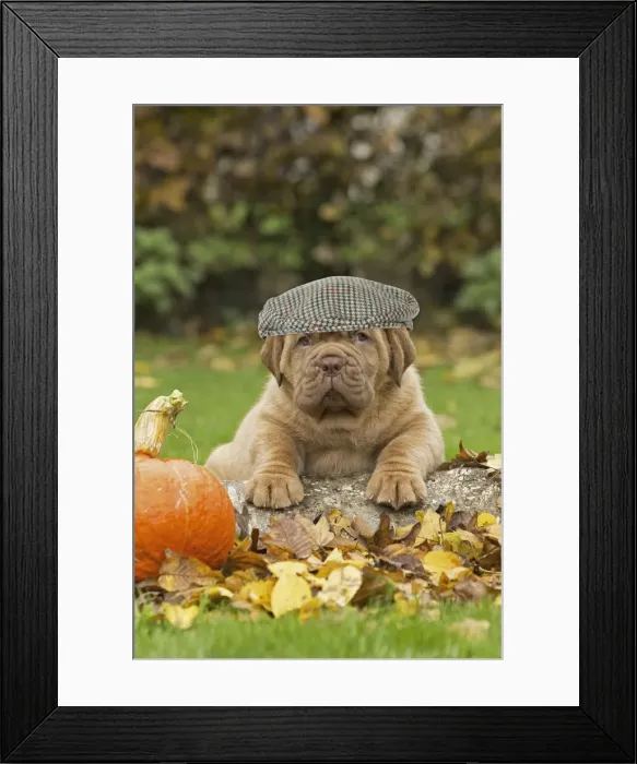 Framed Print : Picture No. 11769042 Framed Print : Picture No. 11769042