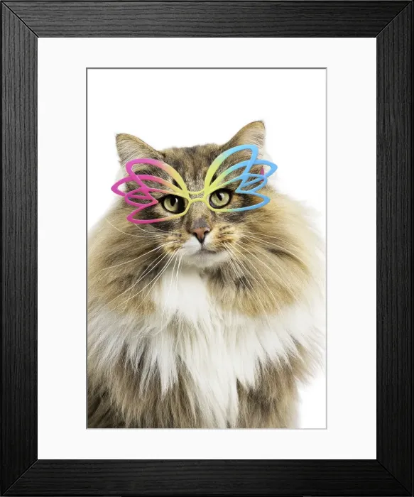 Framed Print : Picture No. 11769044 Framed Print : Picture No. 11769044