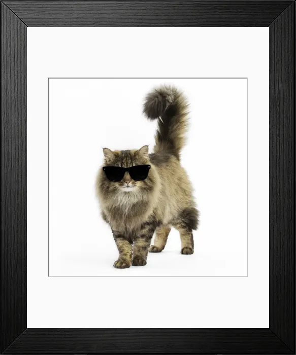 Framed Print : Picture No. 11769045 Framed Print : Picture No. 11769045