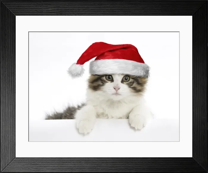 Framed Print : Picture No. 11769049 Framed Print : Picture No. 11769049