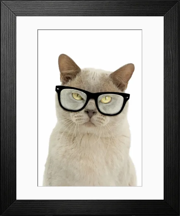 Framed Print : Picture No. 11769053 Framed Print : Picture No. 11769053