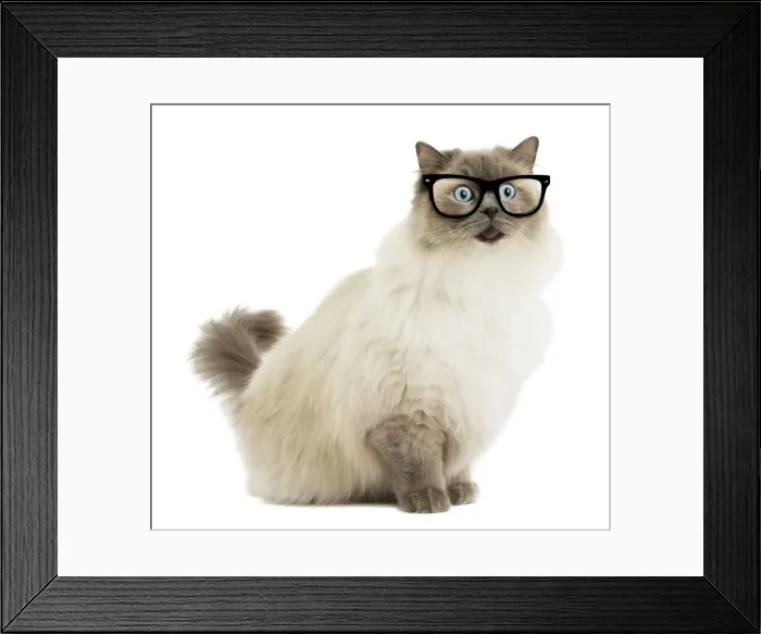 Framed Print : Picture No. 11769056 Framed Print : Picture No. 11769056