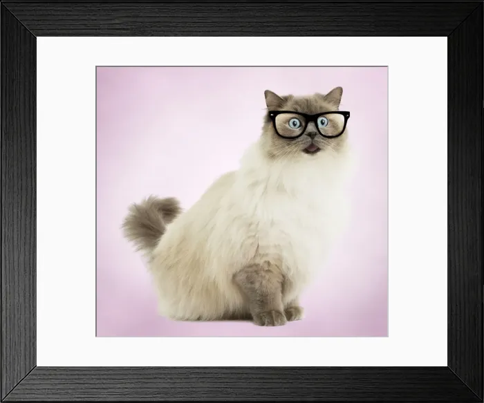 Framed Print : Picture No. 11769057