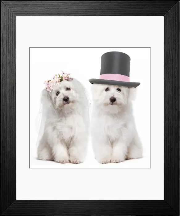 Framed Print : Picture No. 11769059