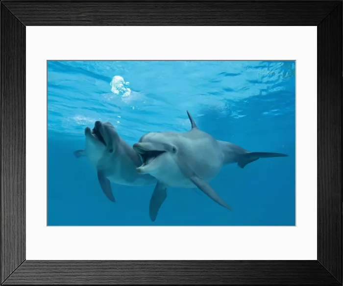 Framed Print : Picture No. 11769131 Framed Print : Picture No. 11769131