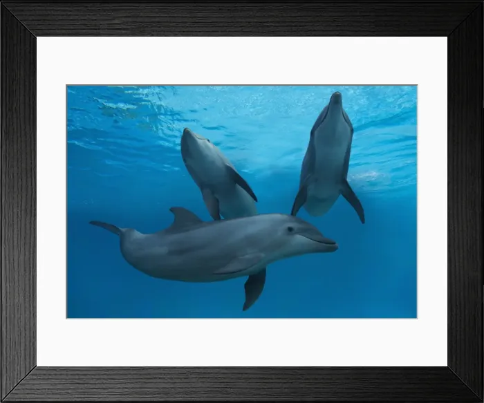 Framed Print : Picture No. 11769132 Framed Print : Picture No. 11769132
