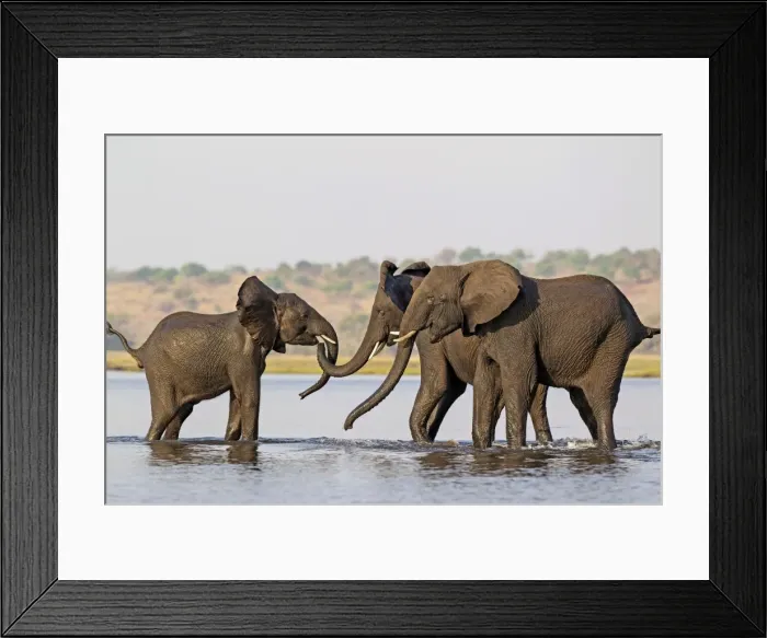 Framed Print : Picture No. 11769133 Framed Print : Picture No. 11769133