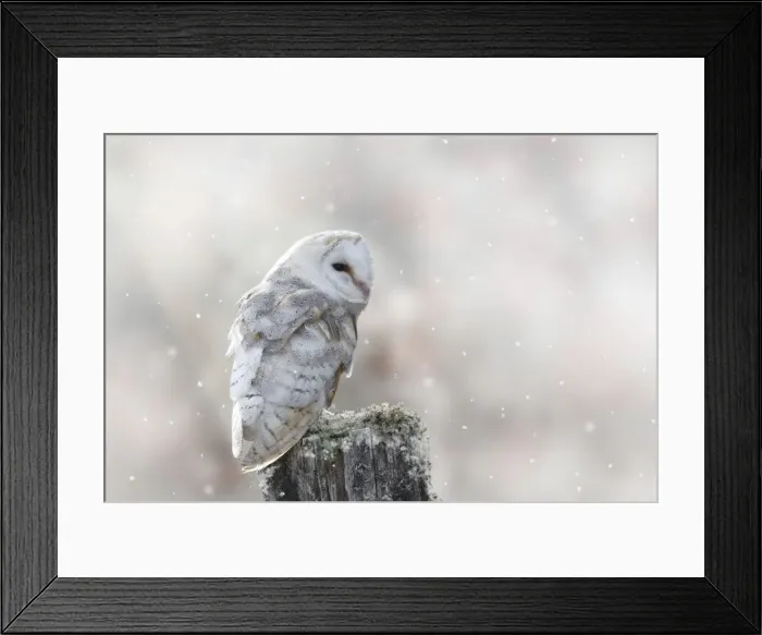 Framed Print : Picture No. 11769158