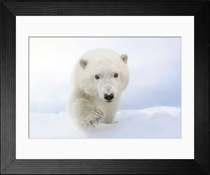 Framed Print : Picture No. 11769172