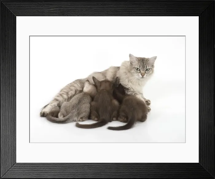 Framed Print : Picture No. 11771888 Framed Print : Picture No. 11771888