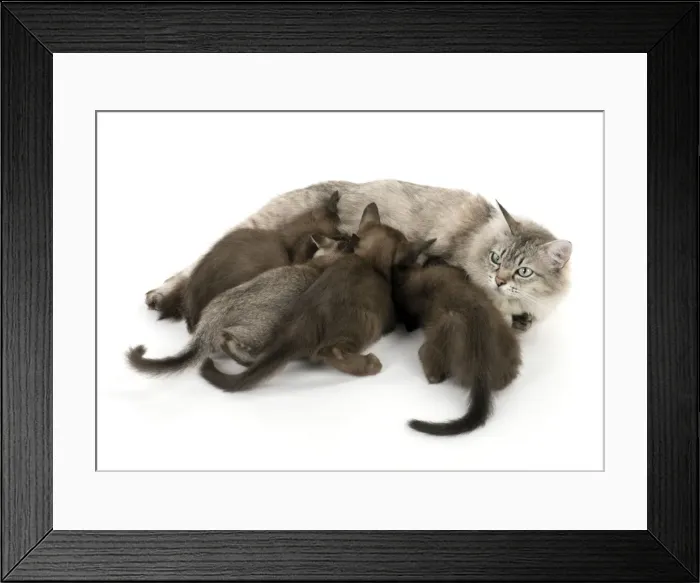 Framed Print : Picture No. 11771889 Framed Print : Picture No. 11771889