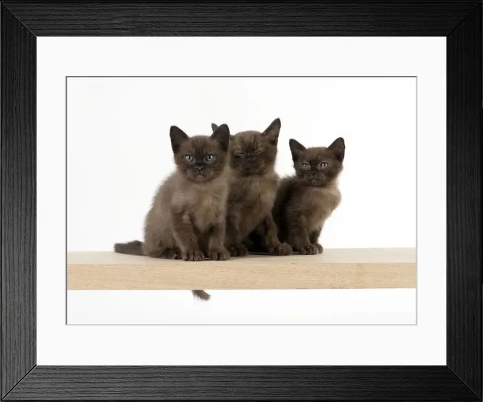 Framed Print : Picture No. 11771890 Framed Print : Picture No. 11771890