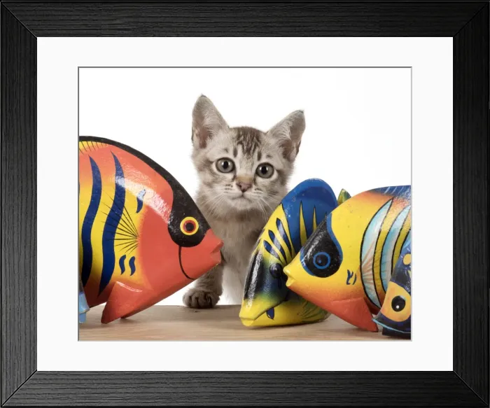 Framed Print : Picture No. 11771891 Framed Print : Picture No. 11771891
